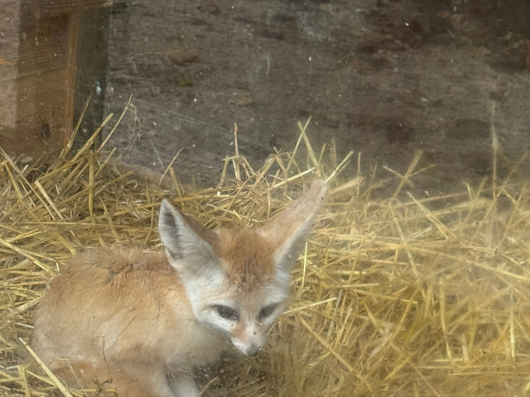 Bridlington Animal Park-布里德灵顿必去景点
