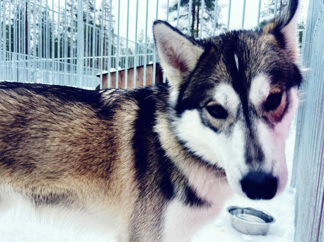 Arctic Circle Husky Park-罗瓦涅米必去景点