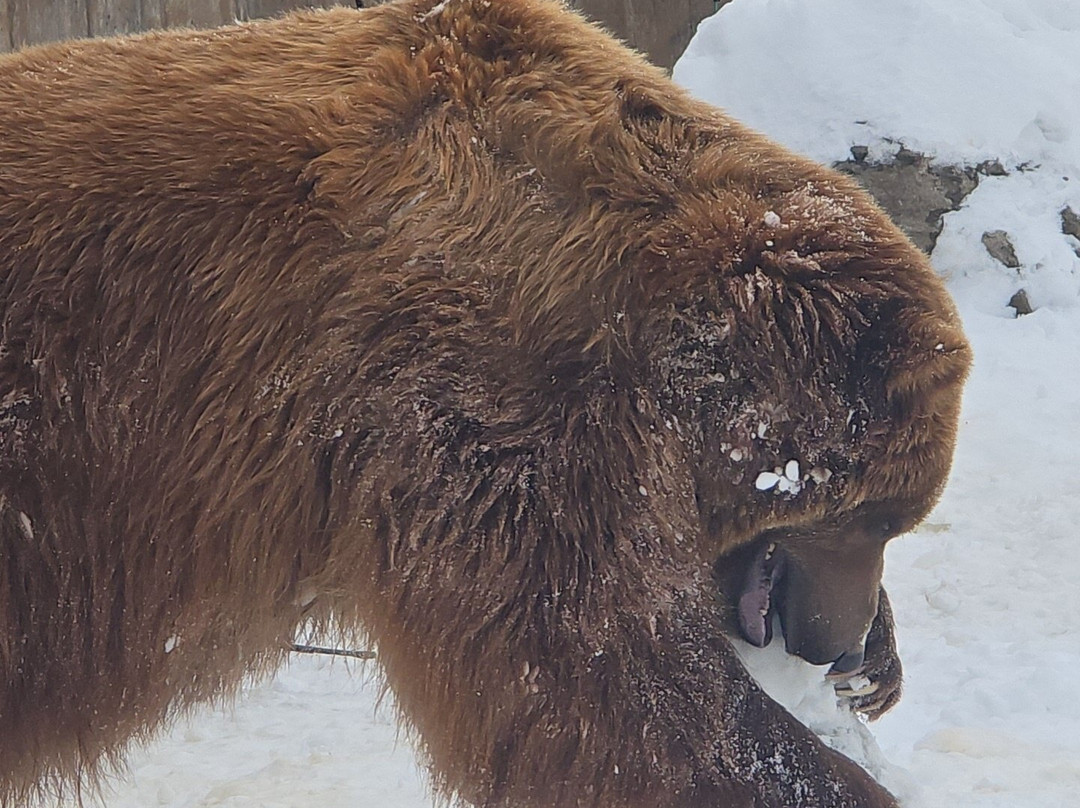 Montana Grizzly Encounter-博兹曼必去景点