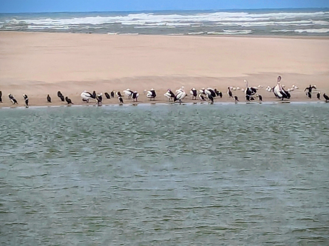 Spirit of the Coorong Cruises-Goolwa必去景点