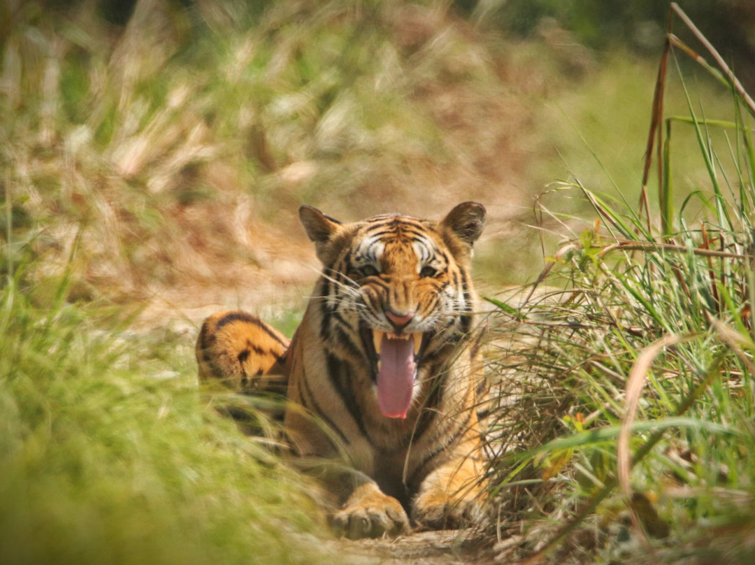 The Chitwan Tiger Guide Service And Mini Library-苏拉哈必去景点