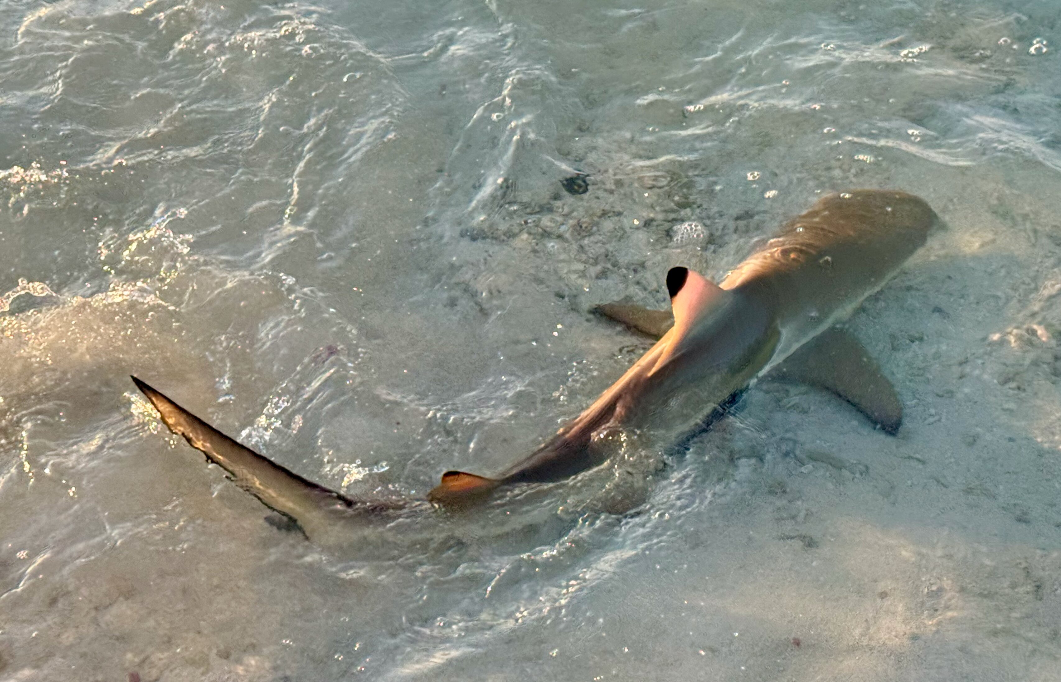 莉莉海滩度假村-泳池