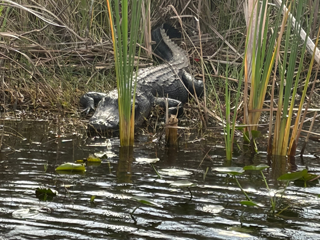 Everglades Swamp Tours-Everglades Wildlife Management Area必去景点