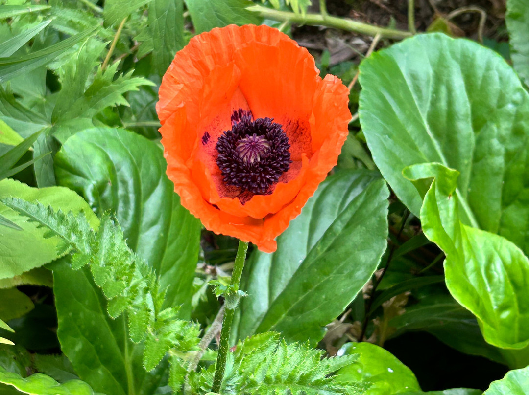 Little Paradise Dream Garden-克赖顿山必去景点