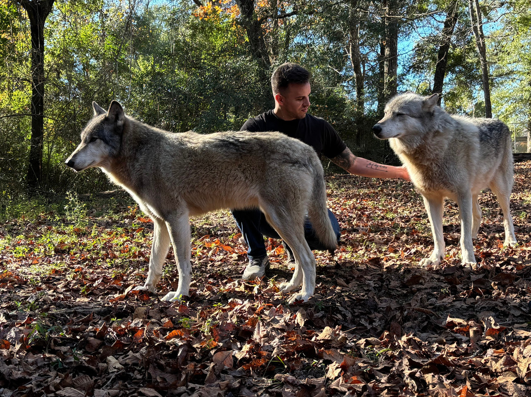Seacrest Wolf Preserve-Chipley必去景点