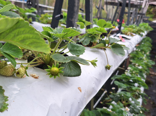 Mesilou Highland Strawberry Farm-昆达山必去景点