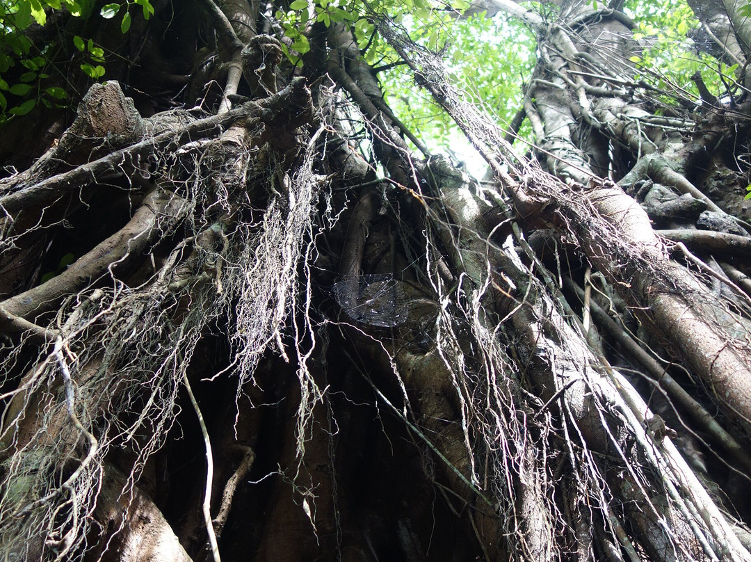 百年大榕树-锡基霍尔岛必去景点