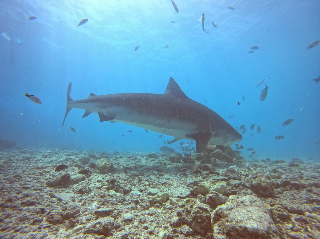 Pelagic Divers Fuvahmulah-Fuvahmulah必去景点