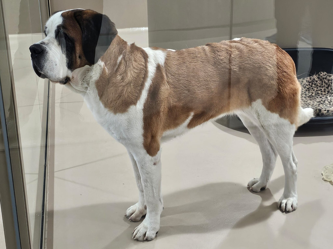 Barryland - Musée Et Chiens Du St-bernard-马蒂尼必去景点