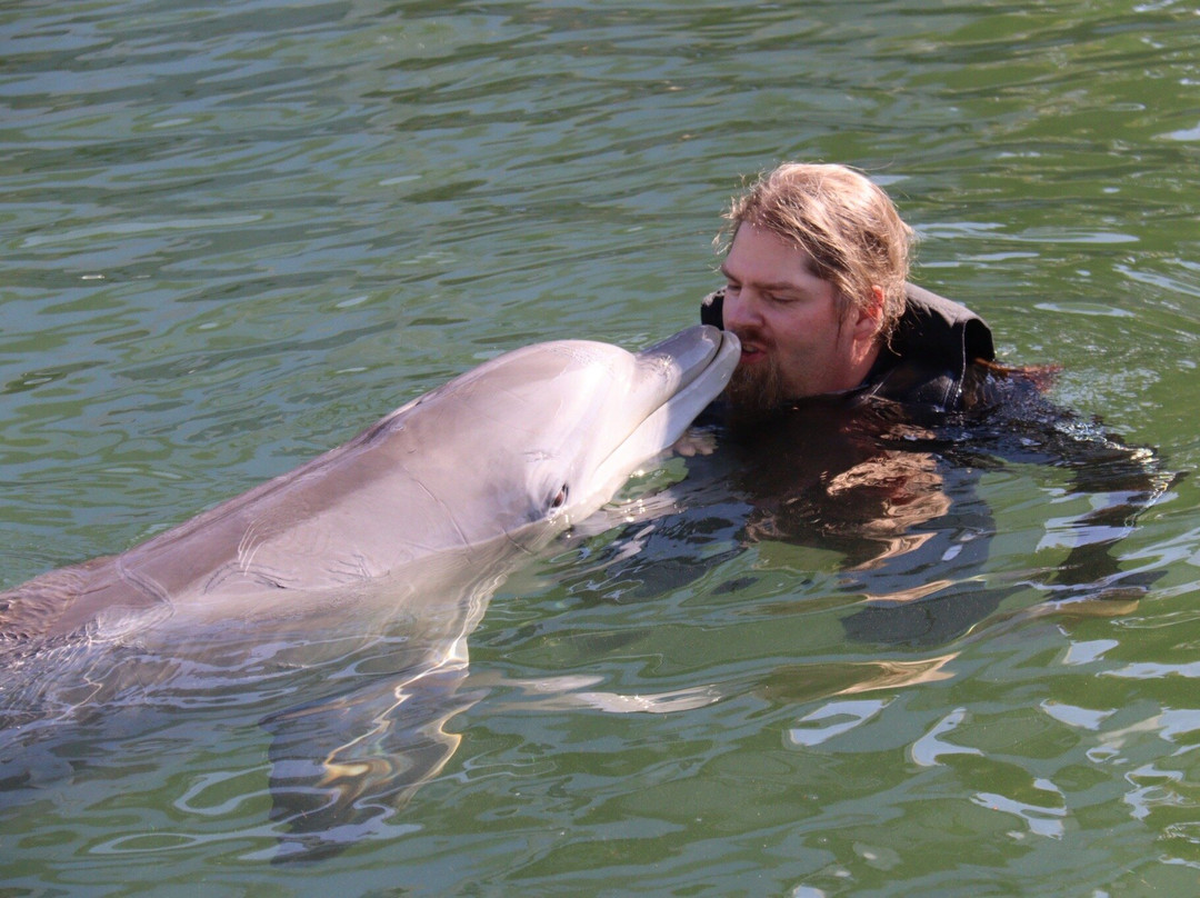 Dolphin Life-拉哥岛必去景点