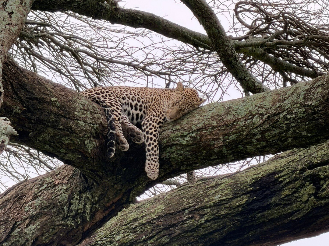 Meru Slopes Tours & Safaris-阿鲁沙必去景点