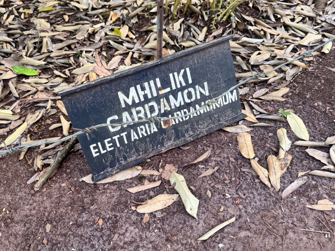 Kolekole Zanzibar Tour And Safaris-Unguja City必去景点