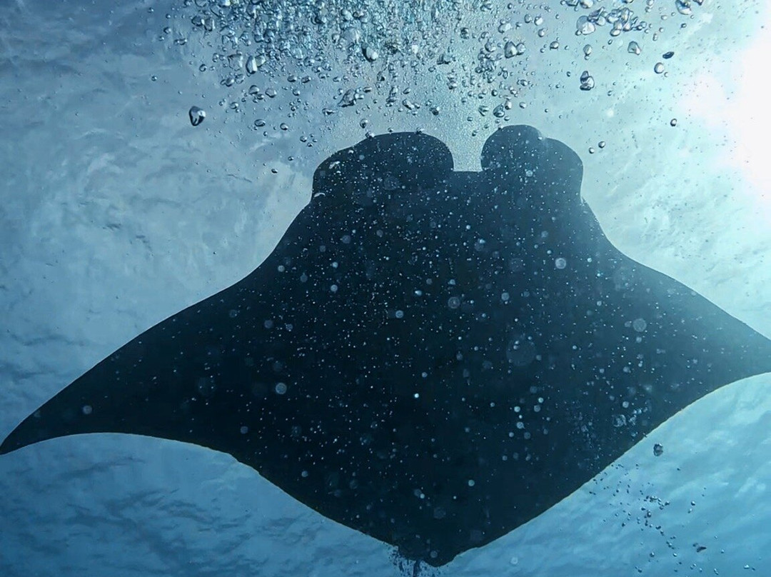 Euro-Divers Dhigali-Meedhoo必去景点