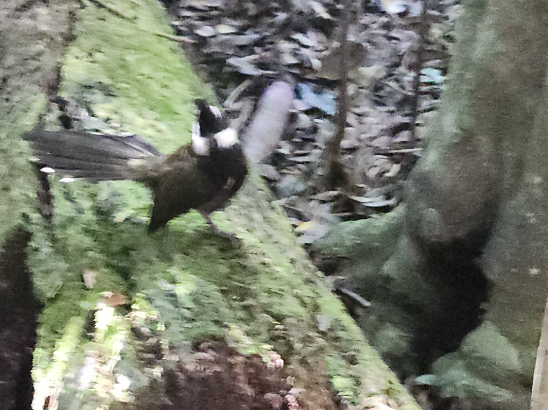 Fun Over Fifty-布里斯班必去景点