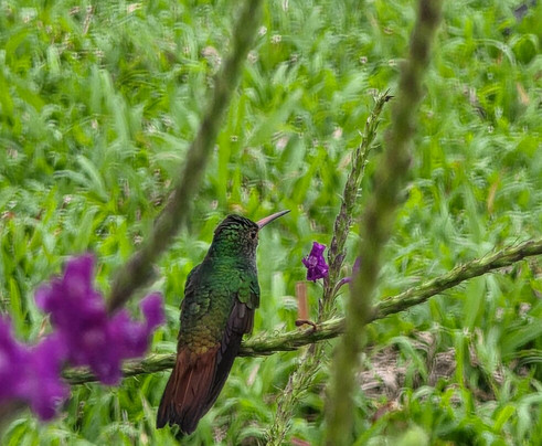 The Wellness Park Arenal & Ecolodge-福德圣卡洛斯必去景点