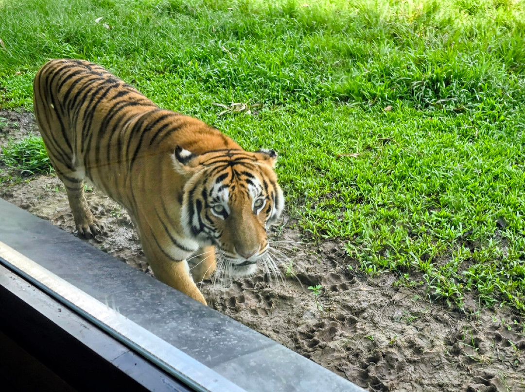 Angkor Wildlife & Aquarium-暹粒必去景点