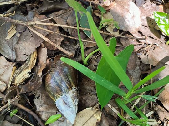 Sophie Nature Walk-Vacoas必去景点