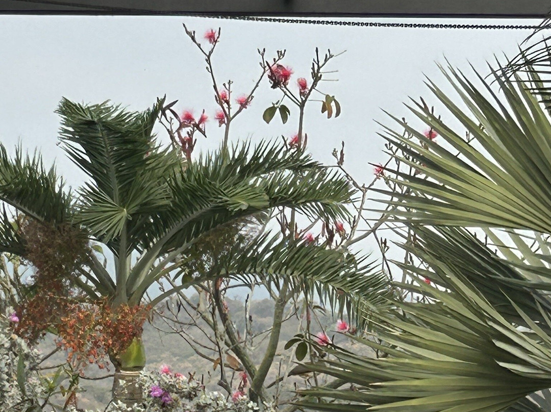 Ola Brisa Gardens-曼萨尼约必去景点