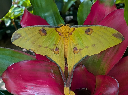 克莱尔蝴蝶中心-休斯顿必去景点