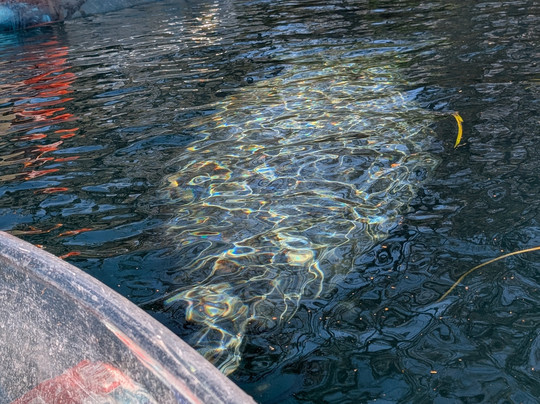 Epic Paddle Adventures-奥兰多必去景点