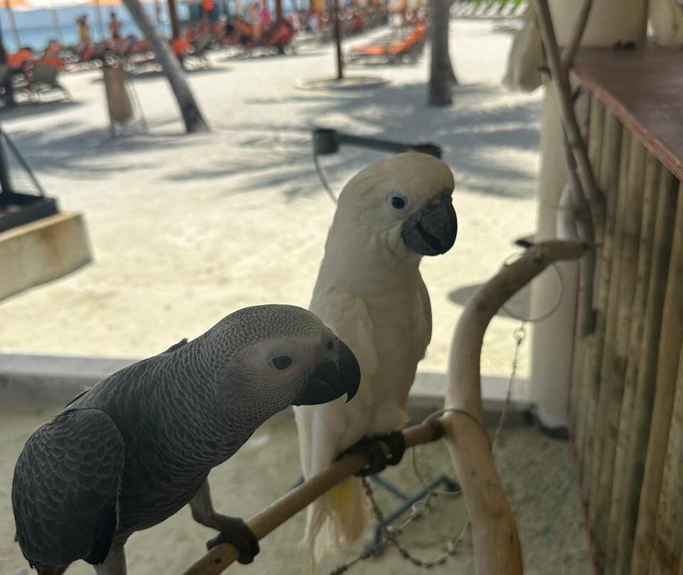 Oblu Xperience Ailafushi主图