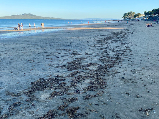 Milford Beach Reserve-Milford必去景点