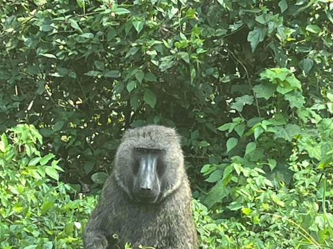 Asante Tour Safaris & Travel-坎帕拉必去景点