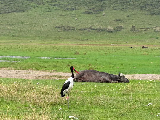 Usaka African Adventures-阿鲁沙必去景点