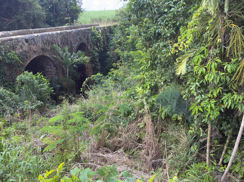 Island Safari Barbados-Saint Michael Parish必去景点