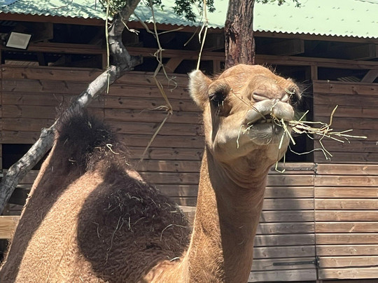Zoo Parc De La Réunion-Etang Sale Les Bains必去景点