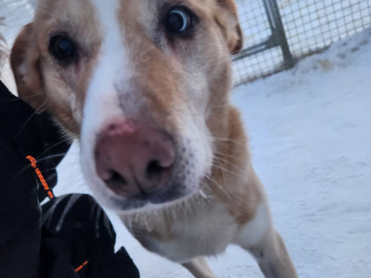 Aavasaksa Adventures-Ylitornio必去景点