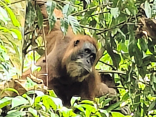 Sumatra Orangutan Explore-武吉拉旺必去景点
