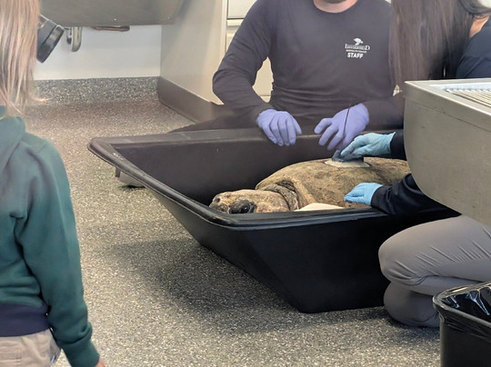 Loggerhead Marinelife Center-朱诺海滩必去景点