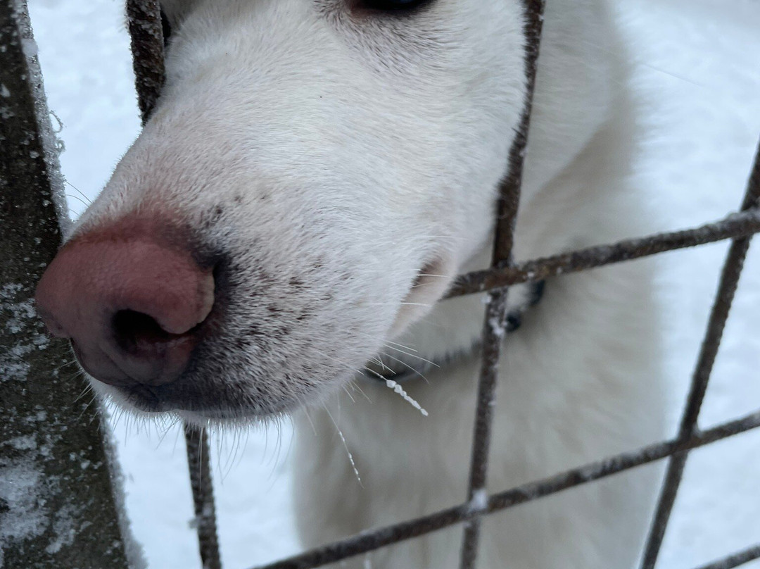 Arctic Circle Husky Park-罗瓦涅米必去景点