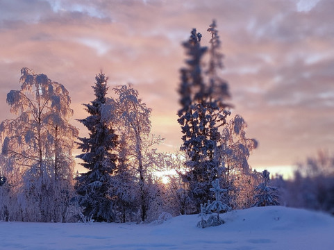 Openlappland-Amsele必去景点