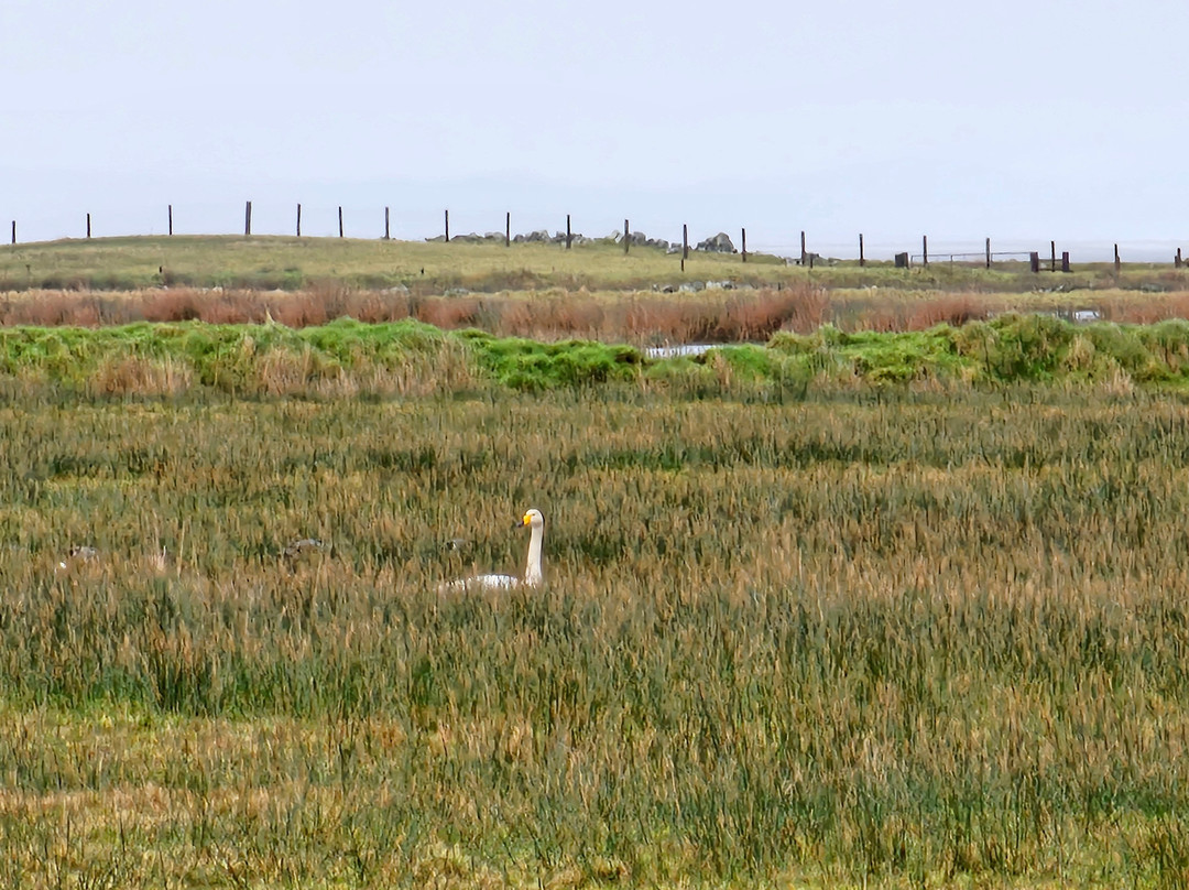 RSPB Loch Gruinart Reserve-Bridgend必去景点