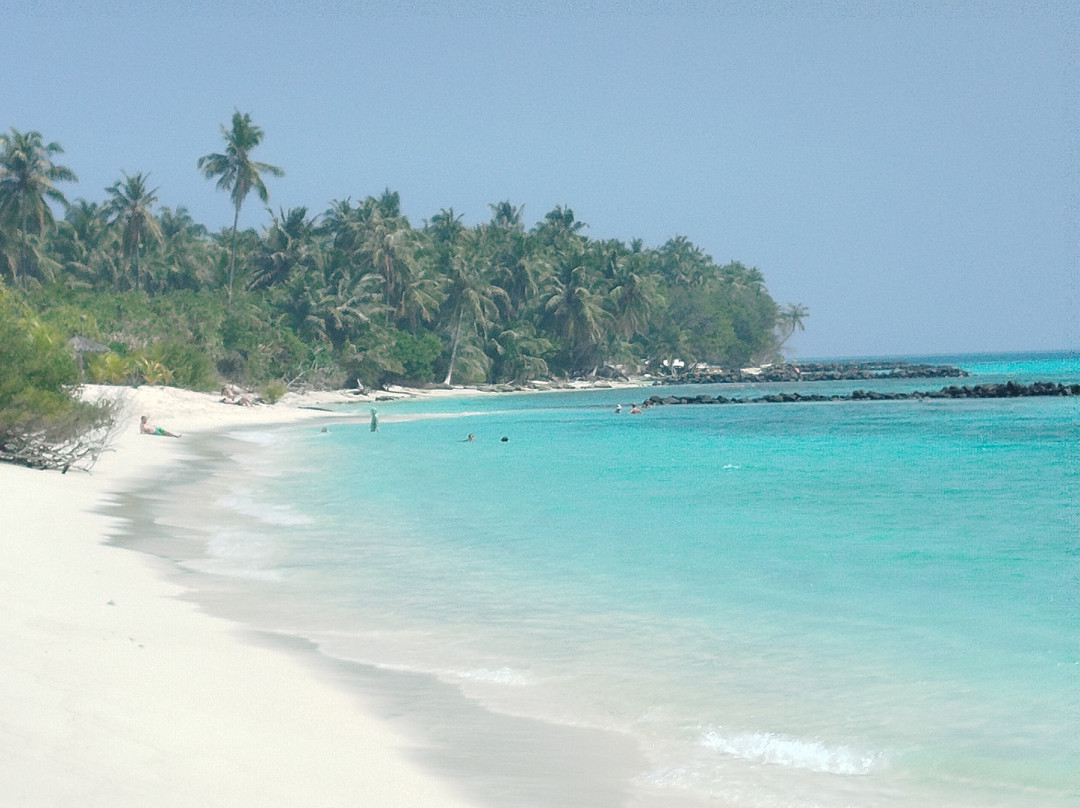 Palm Shade Paradise