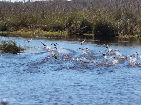 Swamp Fever Airboat Adventures-Lake Panasoffkee必去景点