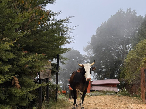 Cerro de la Muerte-圣何塞省必去景点