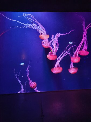 棕榈岛亚特兰蒂斯酒店主图