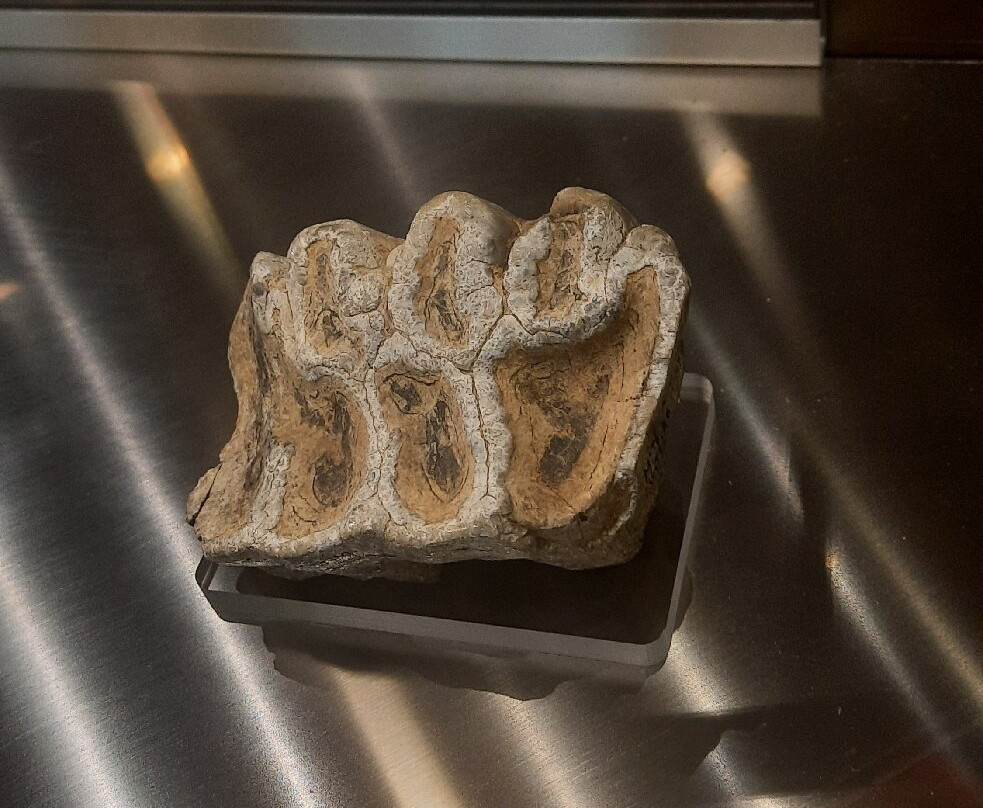 Mae - Museo Archeologico Ernico-Anagni必去景点