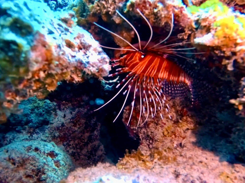 Diving World-大湾必去景点