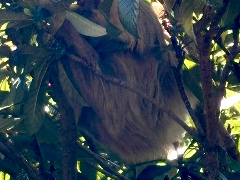 Oropopo Experience-圣何塞必去景点