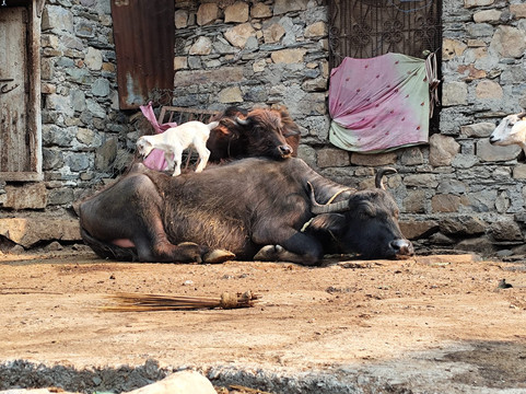 Rishikesh Day Tour-里希克虚必去景点