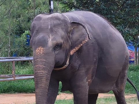Samui Elephant Spa-苏梅岛必去景点