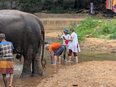 Elephant Freedom Project-凯格勒 必去景点