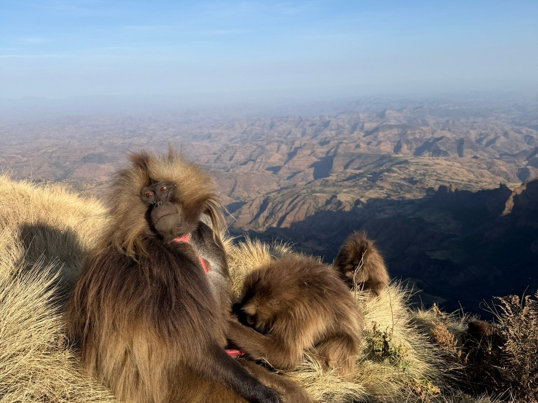 Simien Ethiopia Trekking by TAZ-Debark必去景点