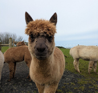 North Coast Alpacas-科尔雷恩必去景点
