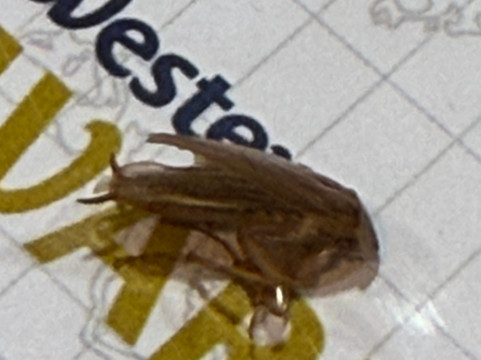 冷水溪贝斯特韦斯特优质酒店主图