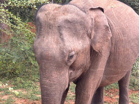 Sudu Yala Tusker Safari-蒂瑟默哈拉默必去景点